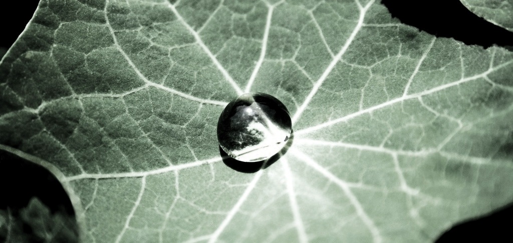 A water droplet resting on the ribbed surface of a green leaf